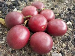 百香果烘干工藝